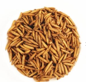 Dried Black Soldier Fly Larvae Food for Fishes