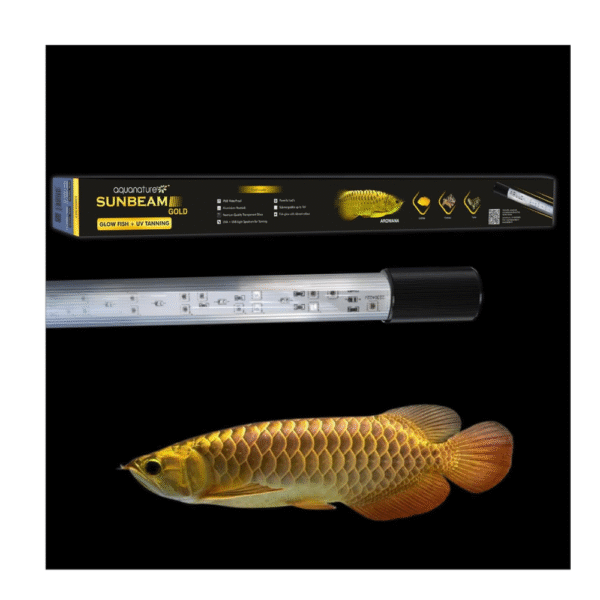 SUNBEAM Gold (Glow Fish + Tanning)