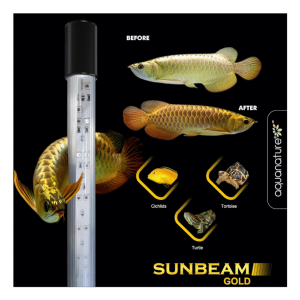 SUNBEAM Gold (Glow Fish + Tanning) - Image 3