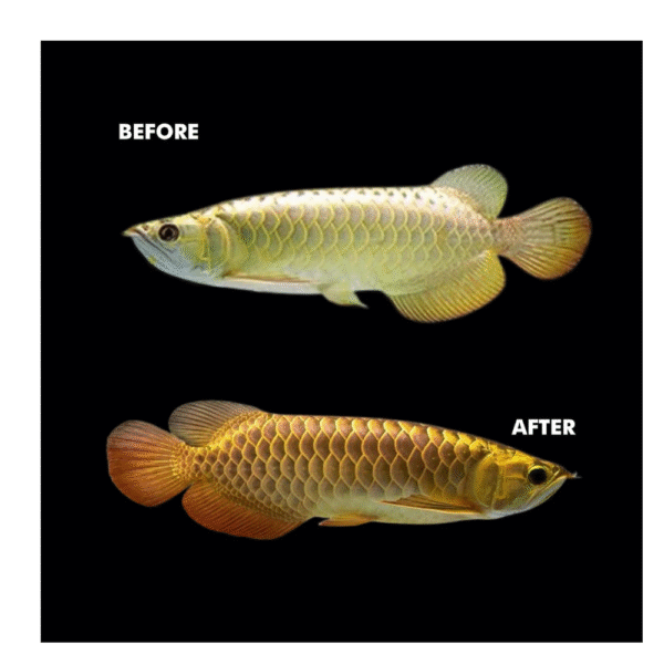 SUNBEAM Gold (Glow Fish + Tanning) - Image 5