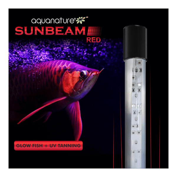 SUNBEAM Red (Glow Fish / Tanning) - Image 2
