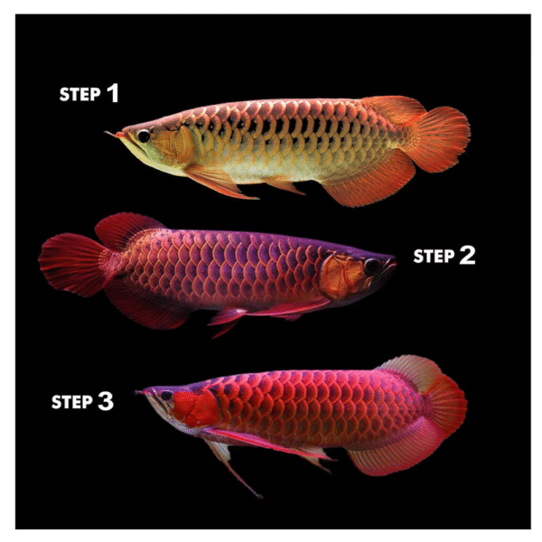 SUNBEAM Red (Glow Fish / Tanning) - Image 4